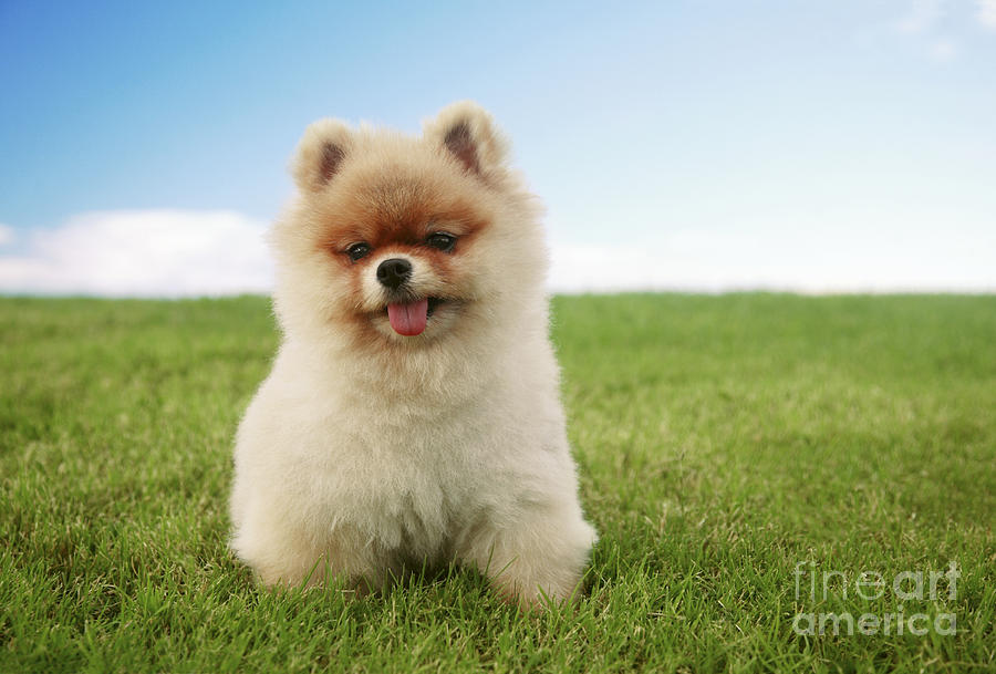 Animal Photograph - Pomeranian Puppy on Grass by Brandon Tabiolo - Printscapes
