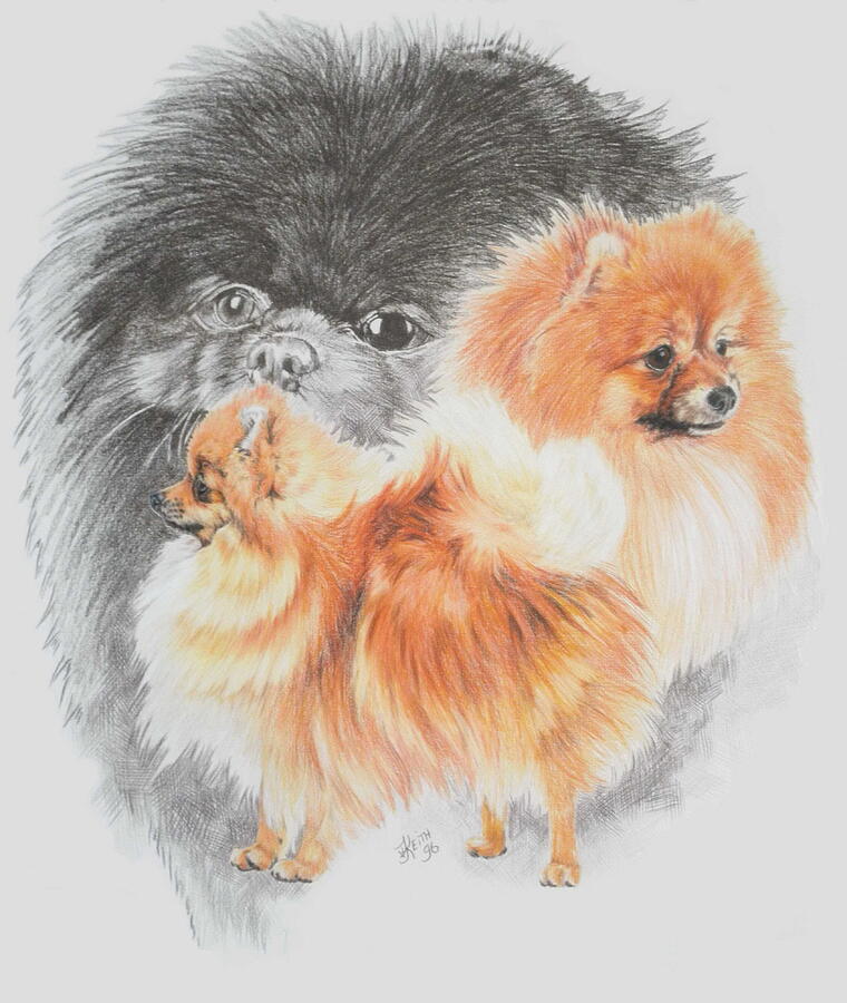 Pomeranian Revamp Drawing by Barbara Keith