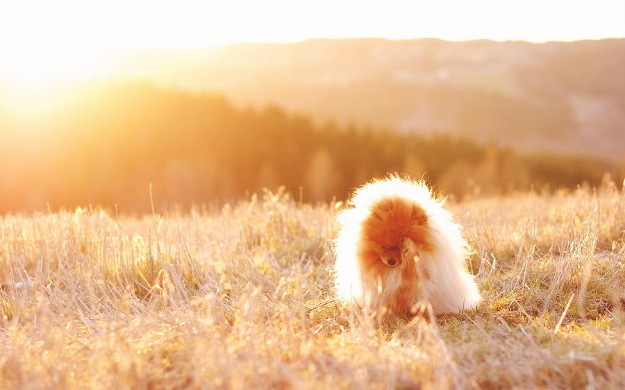 Pomeranian Digital Art - Pomeranian by Super Lovely