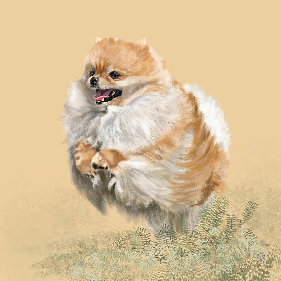 Pomeranian Digital Art - Pomeranian by Victoria Newton