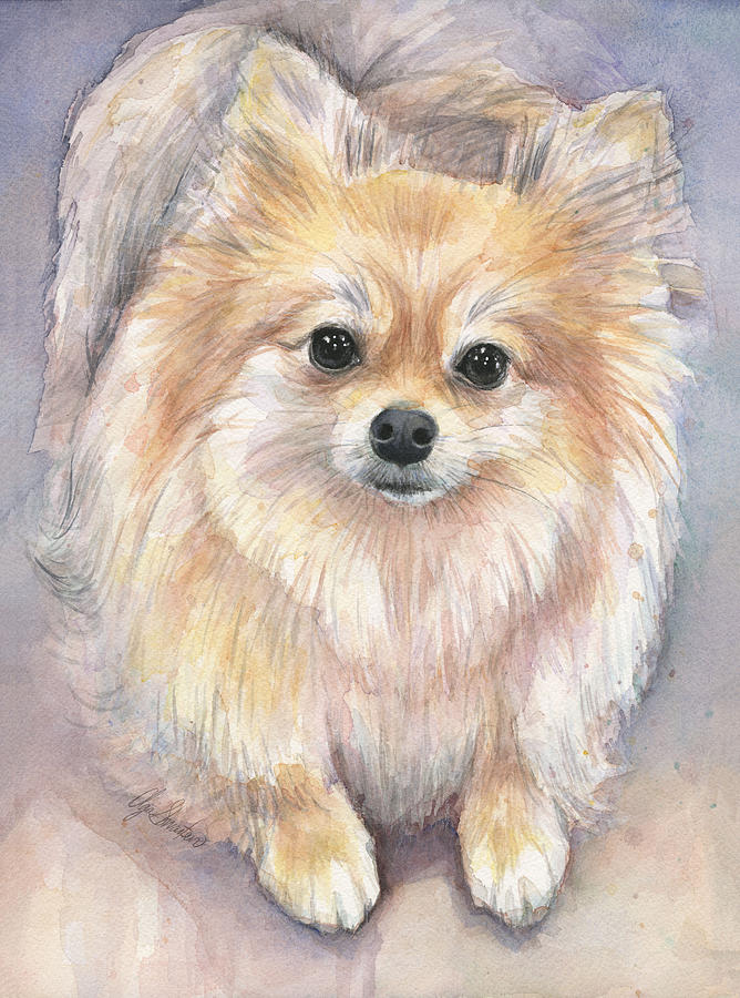 Pomeranian Painting - Pomeranian Watercolor by Olga Shvartsur