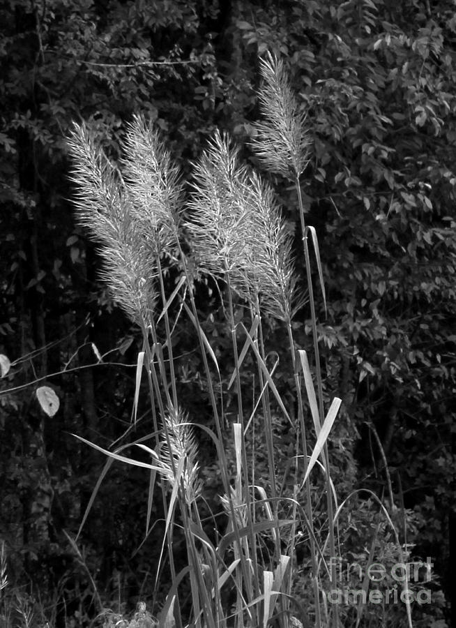 Pompas Reeds Photograph