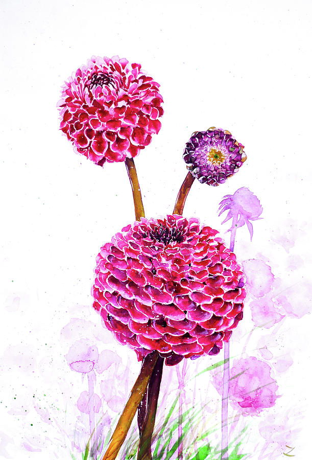 Flower Painting - Pompon Dahlias  by Zaira Dzhaubaeva