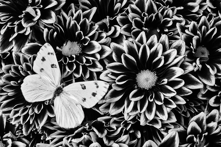 Poms And Butterfly Photograph by Garry Gay