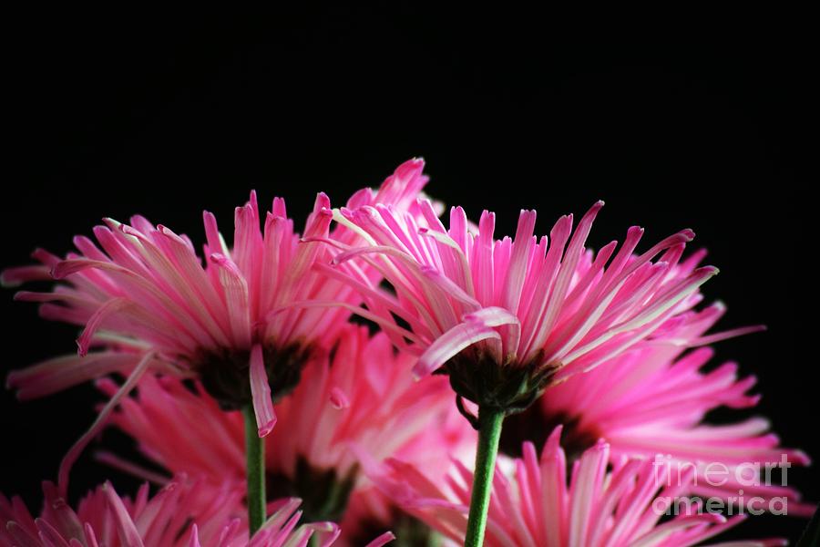 Poms Annecy Pink Photograph by Lkb Art And Photography