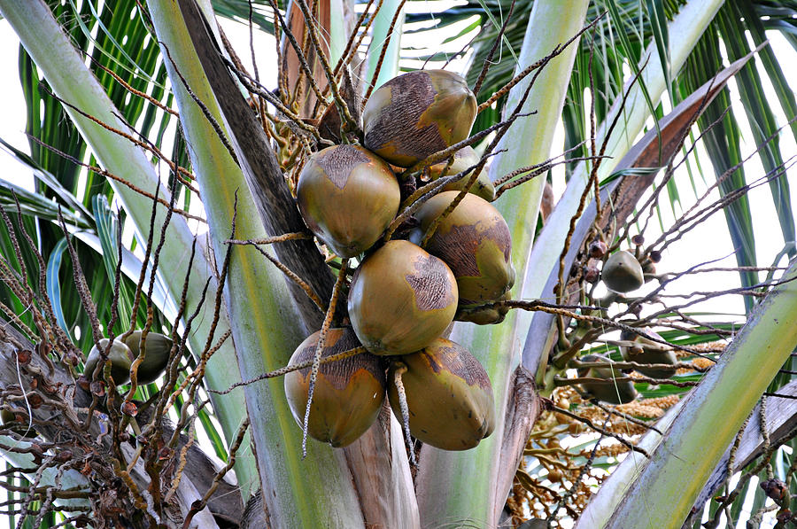 Pon De Coco Tree Photograph
