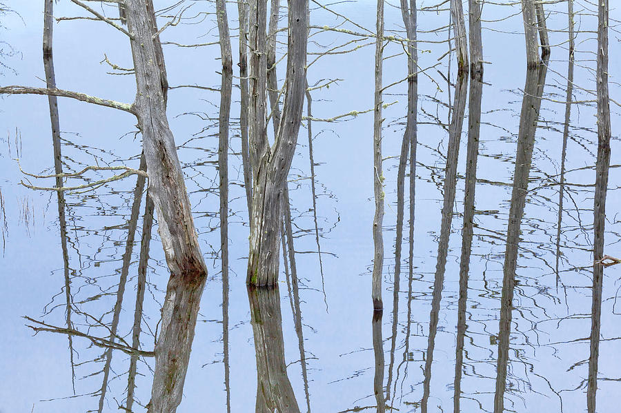 Pond Abstract Photograph by Alan L Graham