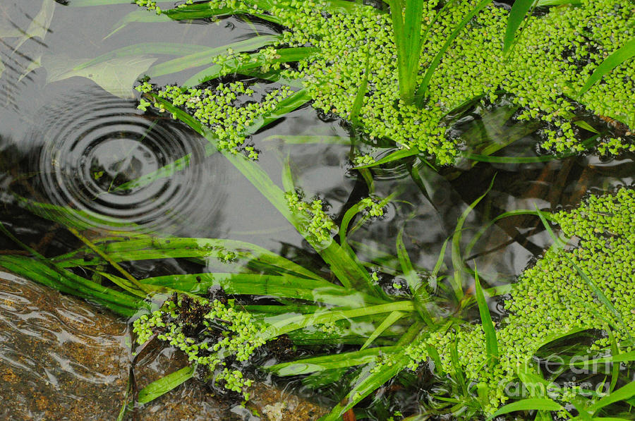 Pond Photograph - Pond Abstract I by Merrimon Crawford Pond Photograph - Pond Abstract I by Merrimon Crawford