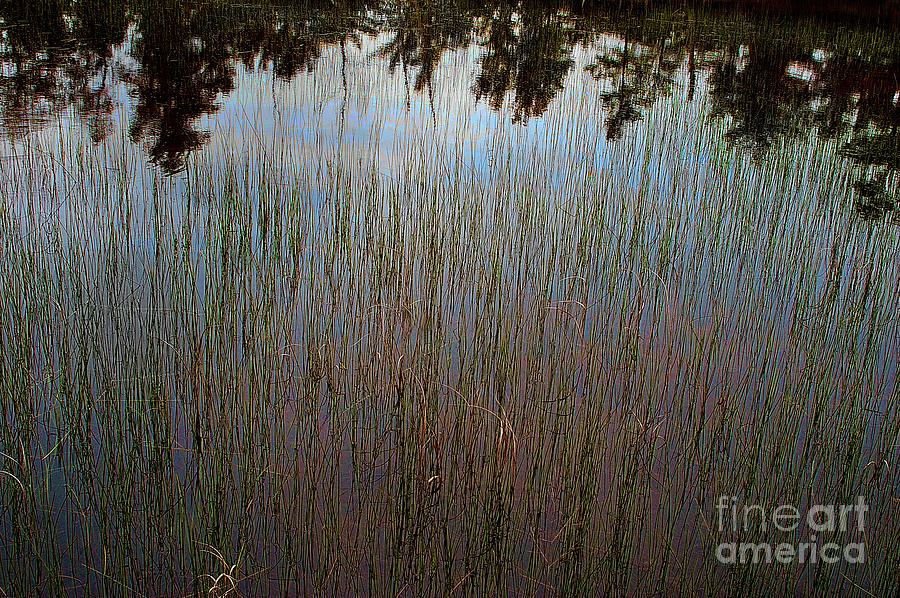 Tree Photograph - Pond Abstract by Randy Pollard
