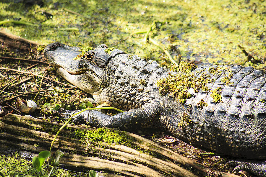 Pond Alligator Photograph by Marilyn Hunt