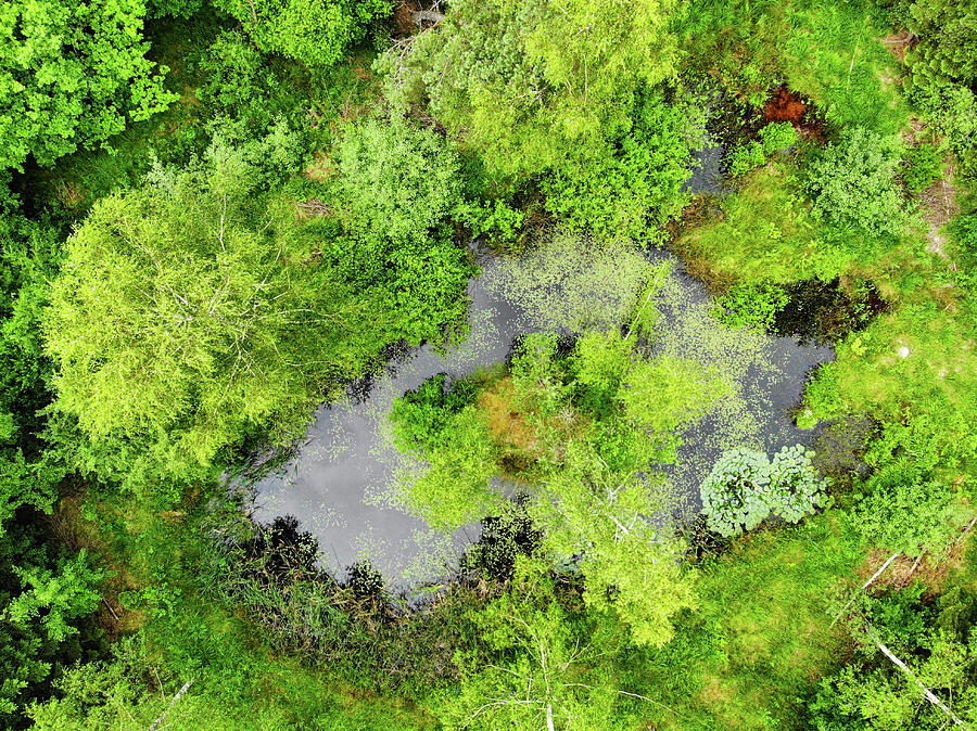 Pond and trees in green forest aerial Photograph by Matthias Hauser