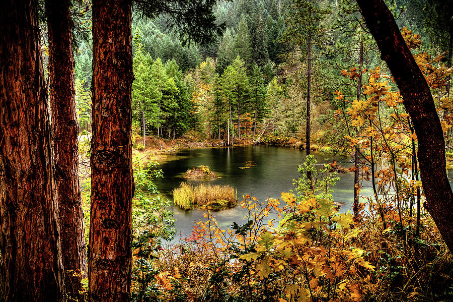 Pond at Golden Or. by Jim Adams Pond at Golden Or. by Jim Adams