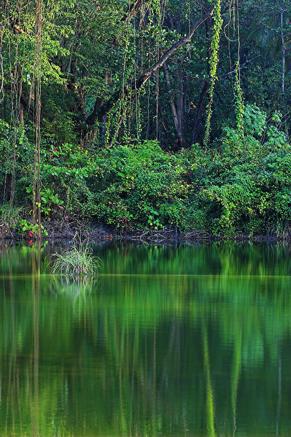 Landscape Photograph - Pond- Choc Bay-St Lucia by Chester Williams