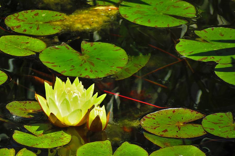 Pond Drama Photograph by Connor Ehlers - Fine Art America