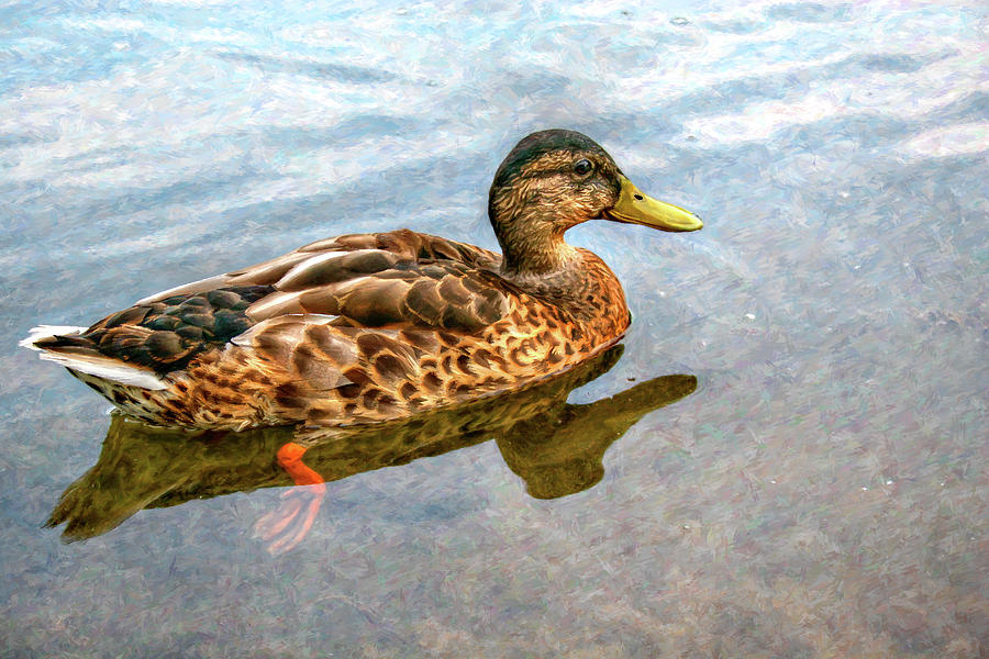 Pond Duck Digital Art by Randy Steele