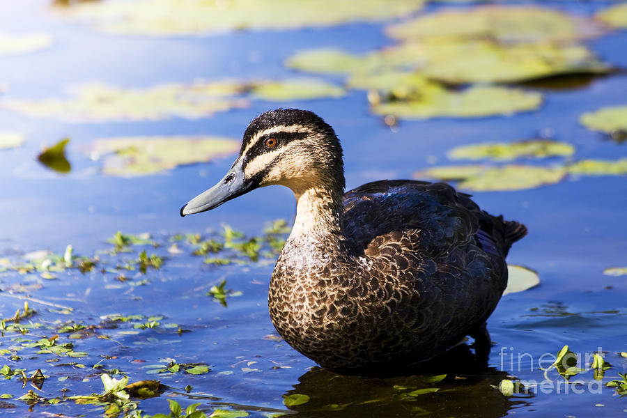 Pond Duck Photograph by Jorgo Photography