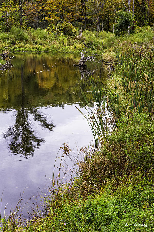 Pond Edge Photograph by Fran Gallogly