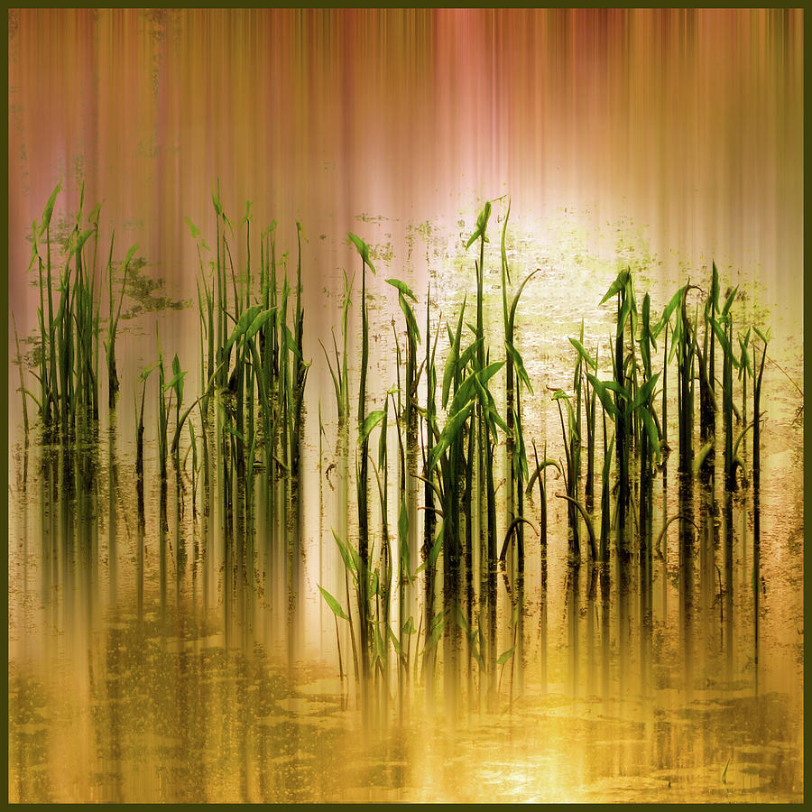 Pond Grass Abstract   Photograph by Jessica Jenney