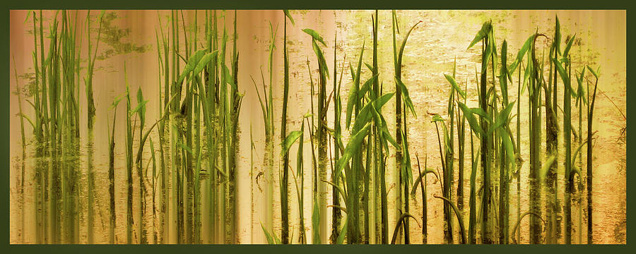 Pond Grass Abstract Panel Photograph by Jessica Jenney