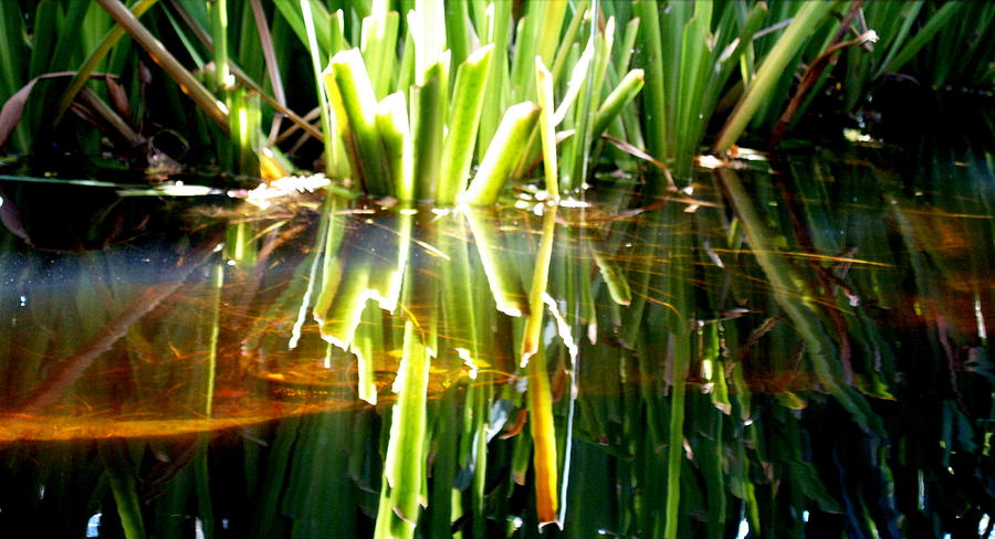 Pond Grass III Photograph by James Granberry