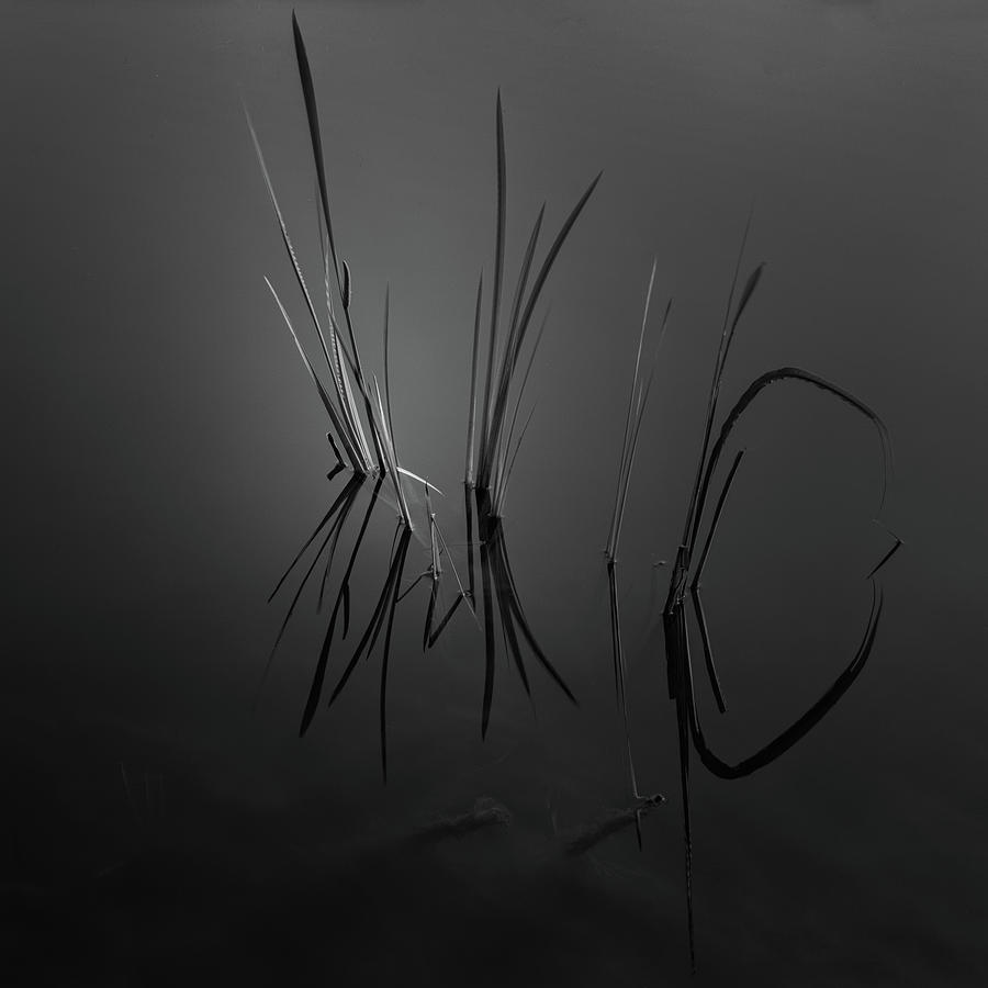 Black And White Photograph - Pond Grasses by Ian Barber