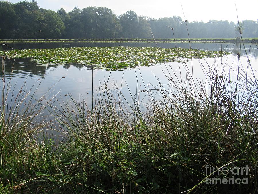 Pond in Hoge Veluwe Photograph by Chani Demuijlder