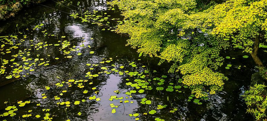 Pond in kyoto Photograph by Hyuntae Kim