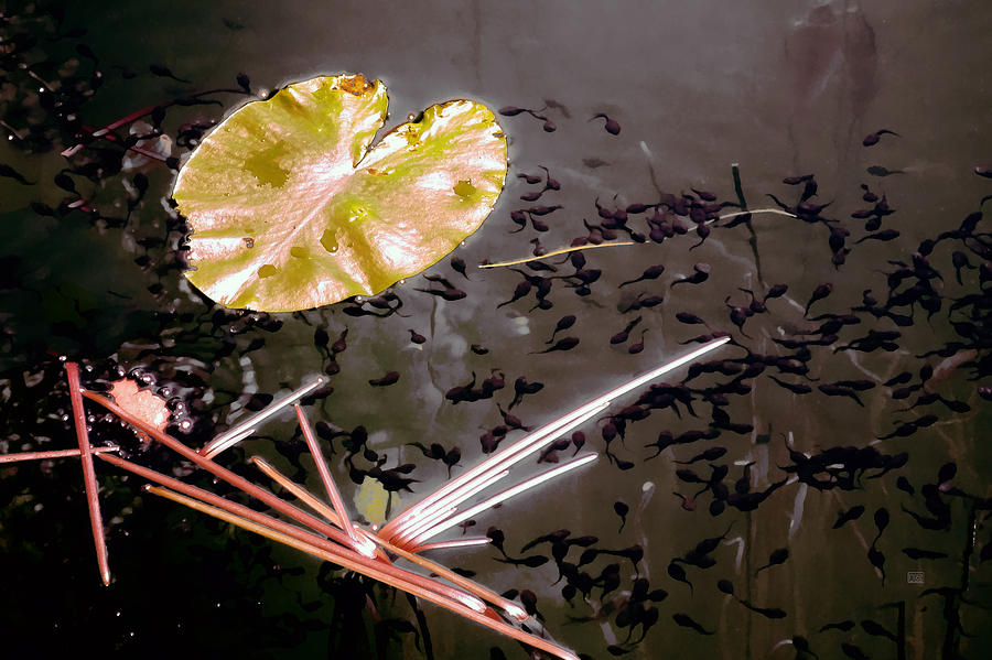 Pond Life Photograph by Menega Sabidussi
