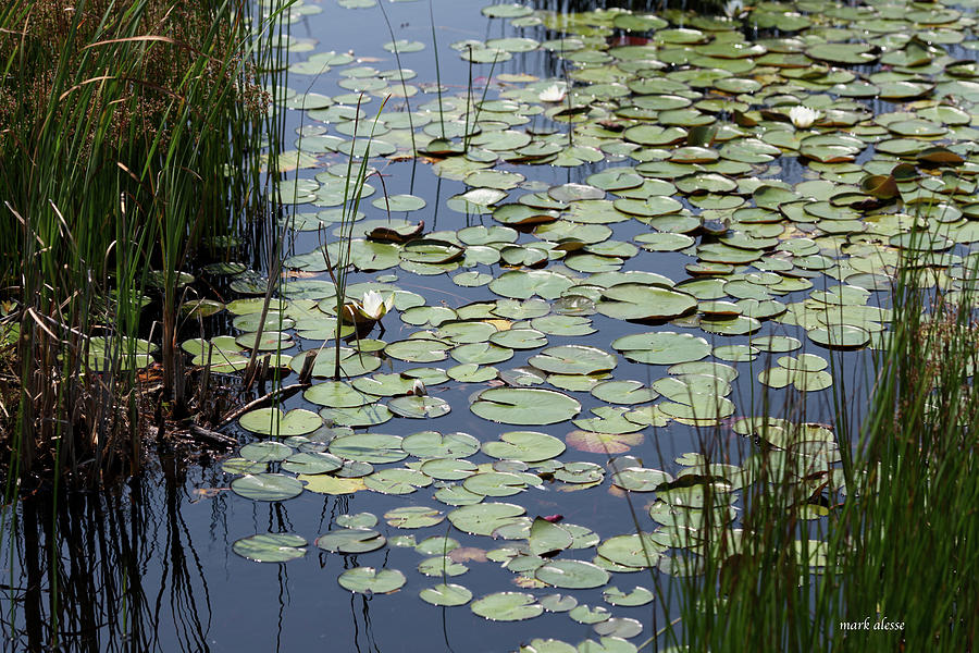 Pond Lillies Photograph by Mark Alesse