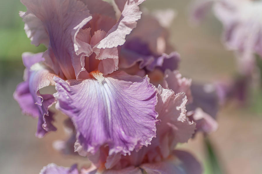 Iris Photograph - Pond Lily 2. The Beauty of Irises by Jenny Rainbow