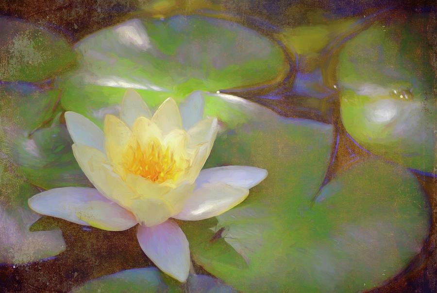 Pond Lily 35 Photograph by Pamela Cooper