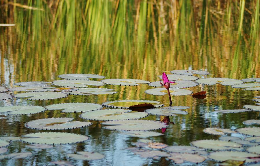 Pond Lily bud Photograph by Lynda Dawson-Youngclaus