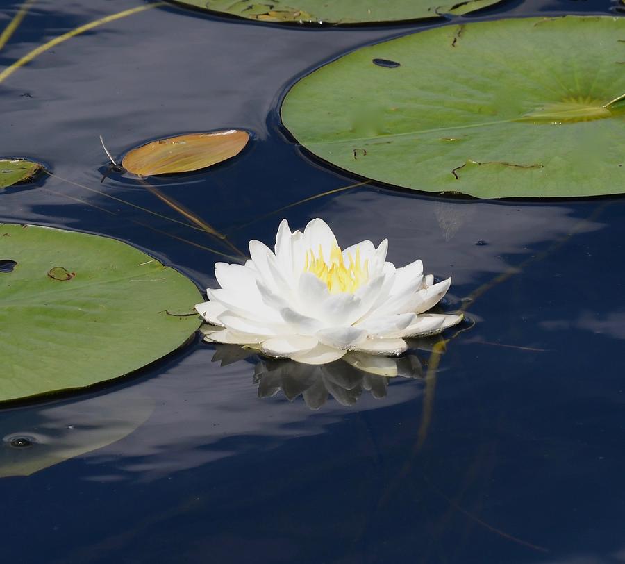 Pond Lily Photograph by Hella Buchheim