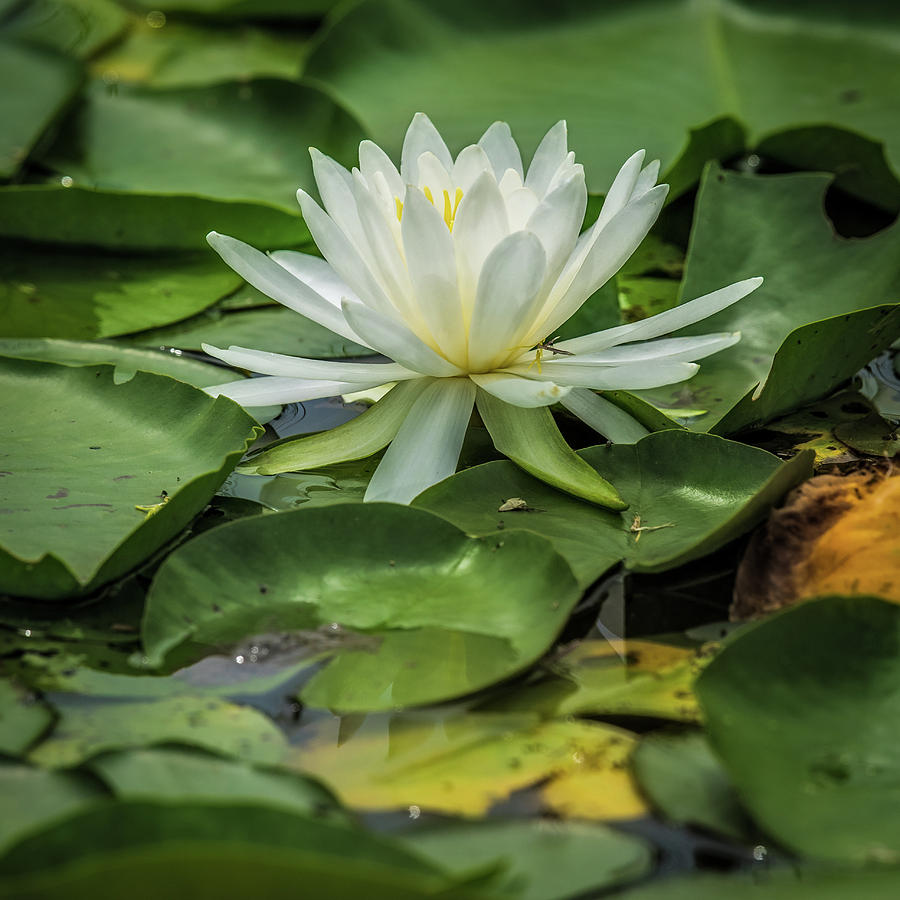 Pond Lily Photograph by Paul Freidlund