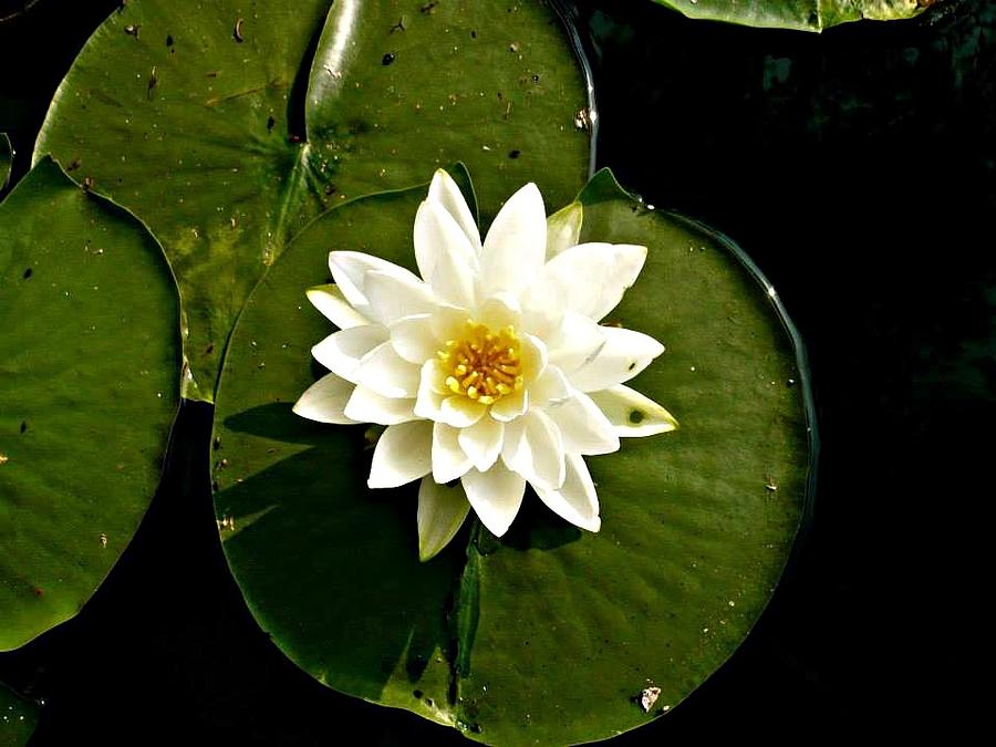 Pond Lily Photograph by REA Gallery