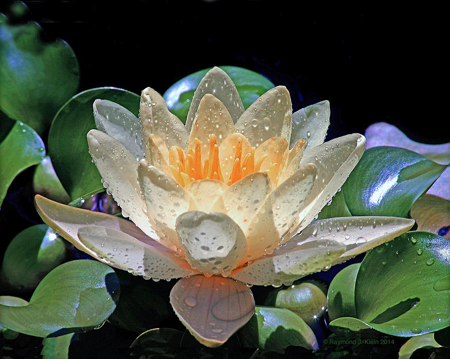 Nature Photograph - Pond Lily by Raymond Klein