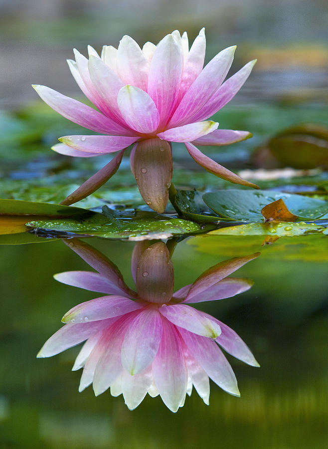 Pond Lily Reflection Photograph by Denise Saldana