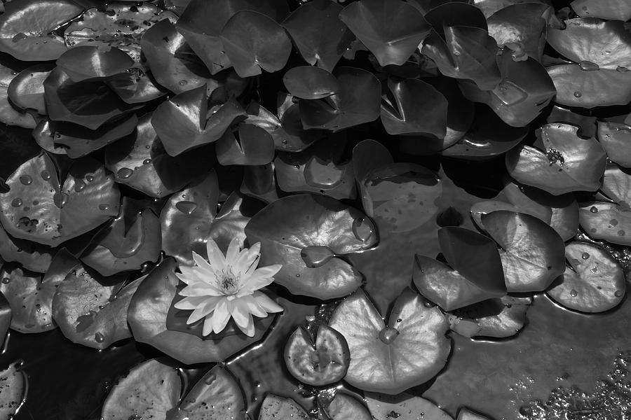 Pond Photograph by Lyle Hatch