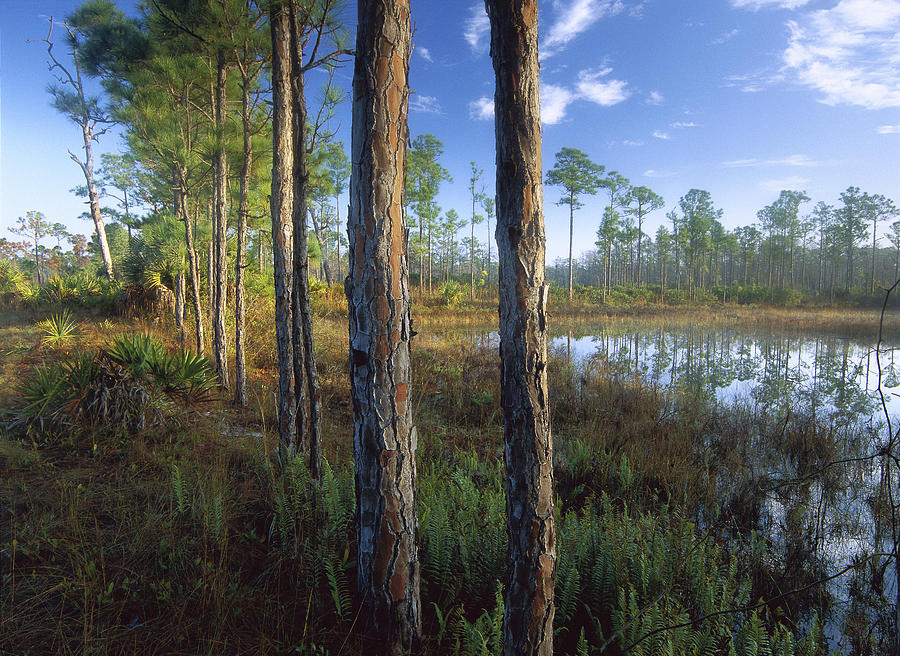 Pond Near The Loxahatchee River Photograph by Tim Fitzharris