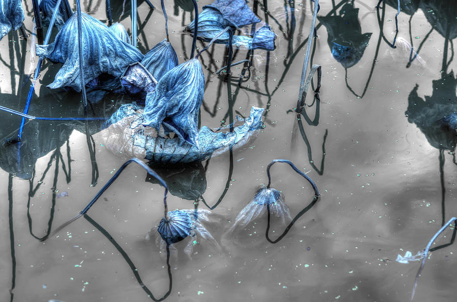 Lily Pond Photograph - Damsels In Distress by Wayne Sherriff