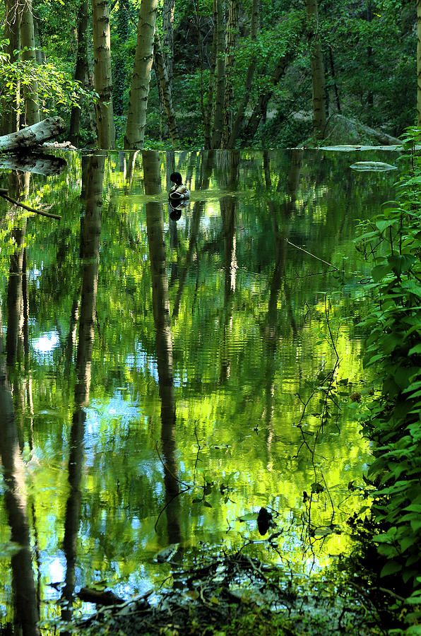 Pond On Gabrielino Trail Photograph by Viktor Savchenko
