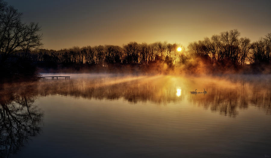 Pond Perfection - Golden foggy sunrise at pond with geese and goslings