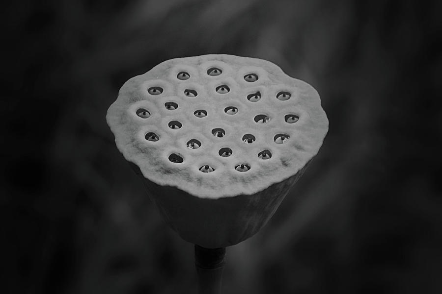 Pond Pod in Black and White Photograph by Nadalyn Larsen