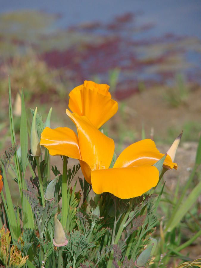 Pond Poppy Photograph by Liz Vernand