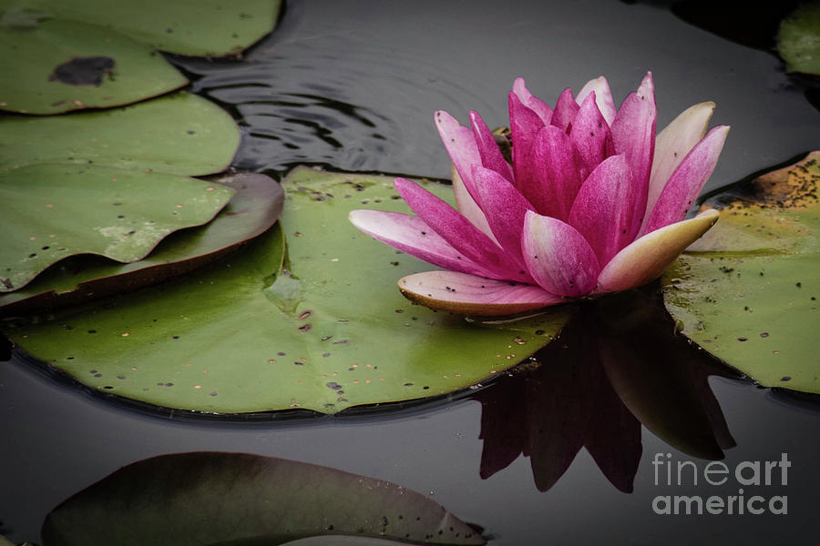 Pond Posy by Grace Grogan Pond Posy by Grace Grogan