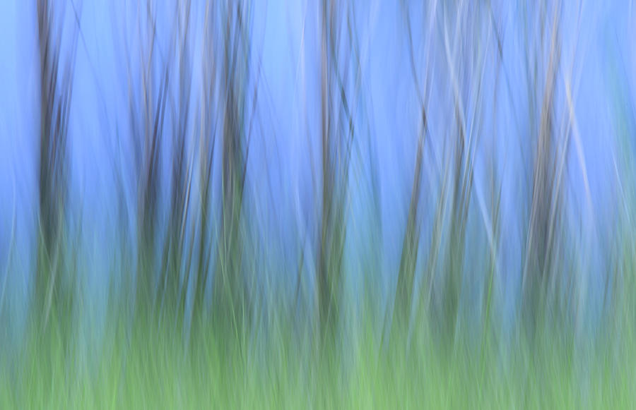 Pond  Reeds and Grasses Photograph by Carol Eade