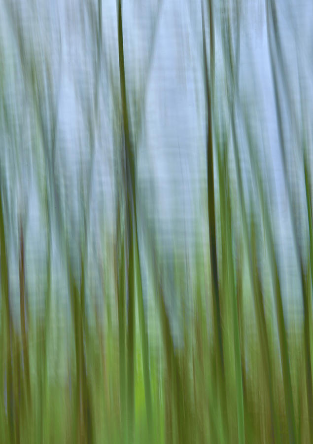 Pond Reeds Photograph by Carol Eade