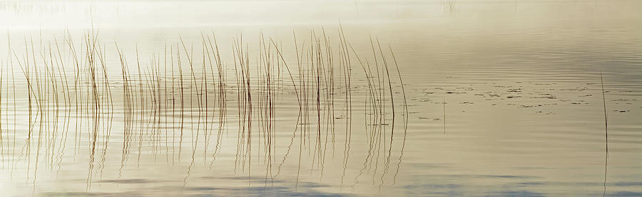 Pond Reeds Photograph by Whispering Peaks Photography