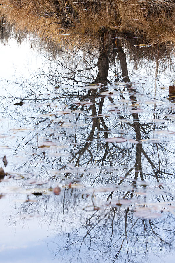 Pond reflection Photograph by Douglas Kikendall