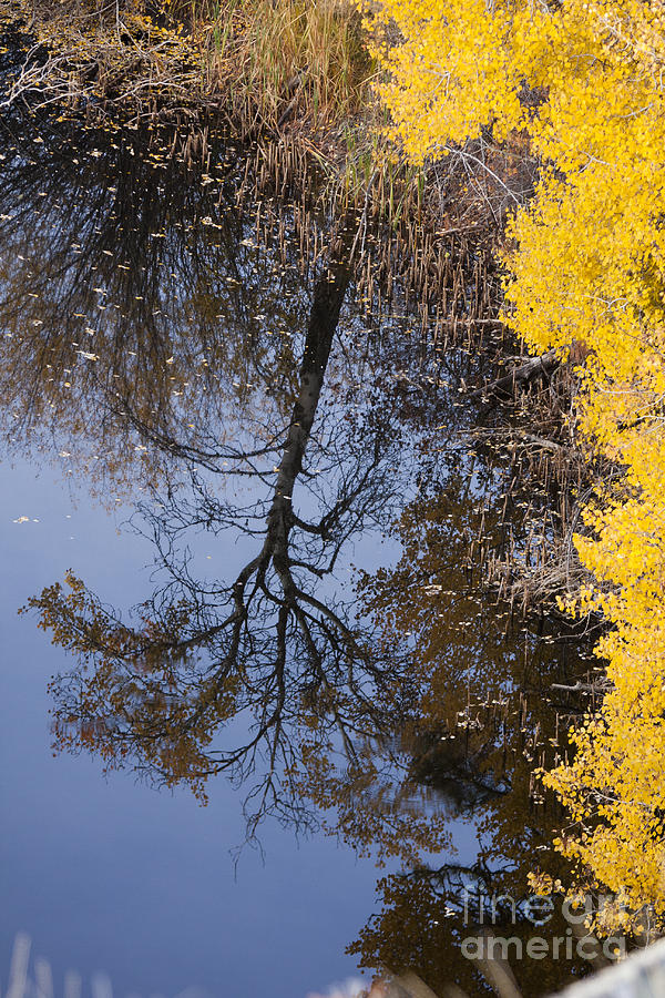 Pond reflection II Photograph by Douglas Kikendall